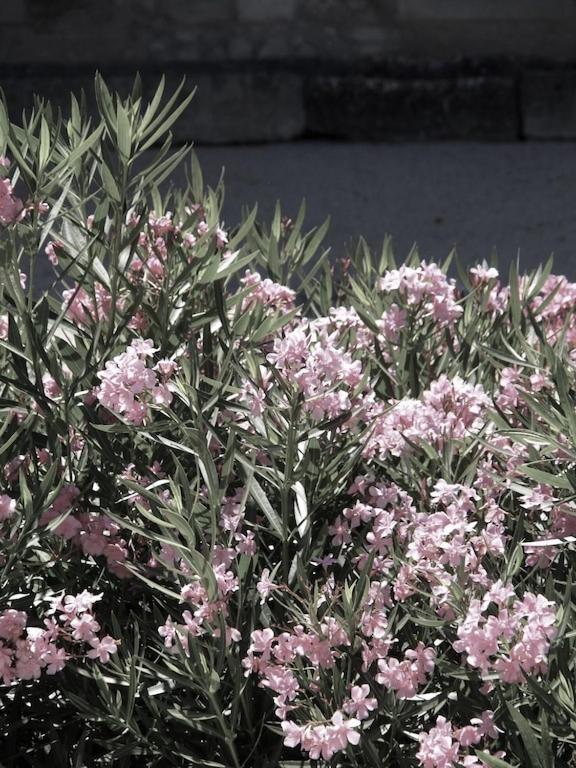 Saint-Rémy-de-Provence Luxury Village House In The Heart St.Remy-De-Provence מראה חיצוני תמונה